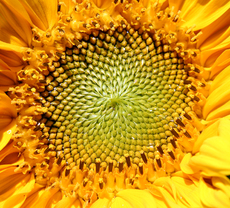 Sonnenblume-Macro.JPG